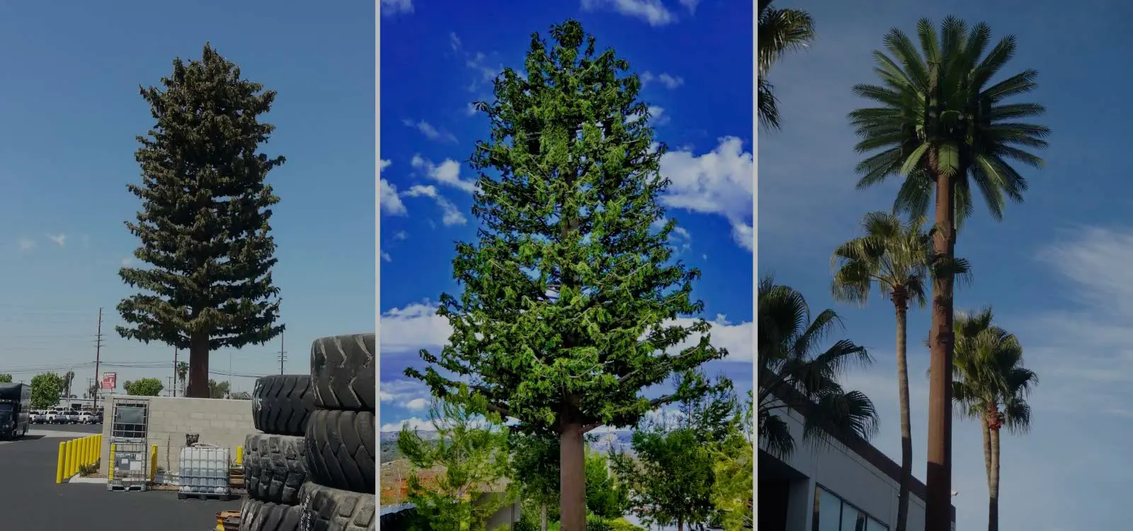 Stealth telecommunications tower disguised as a tall evergreen tree in suburban setting, invisible to casual observers