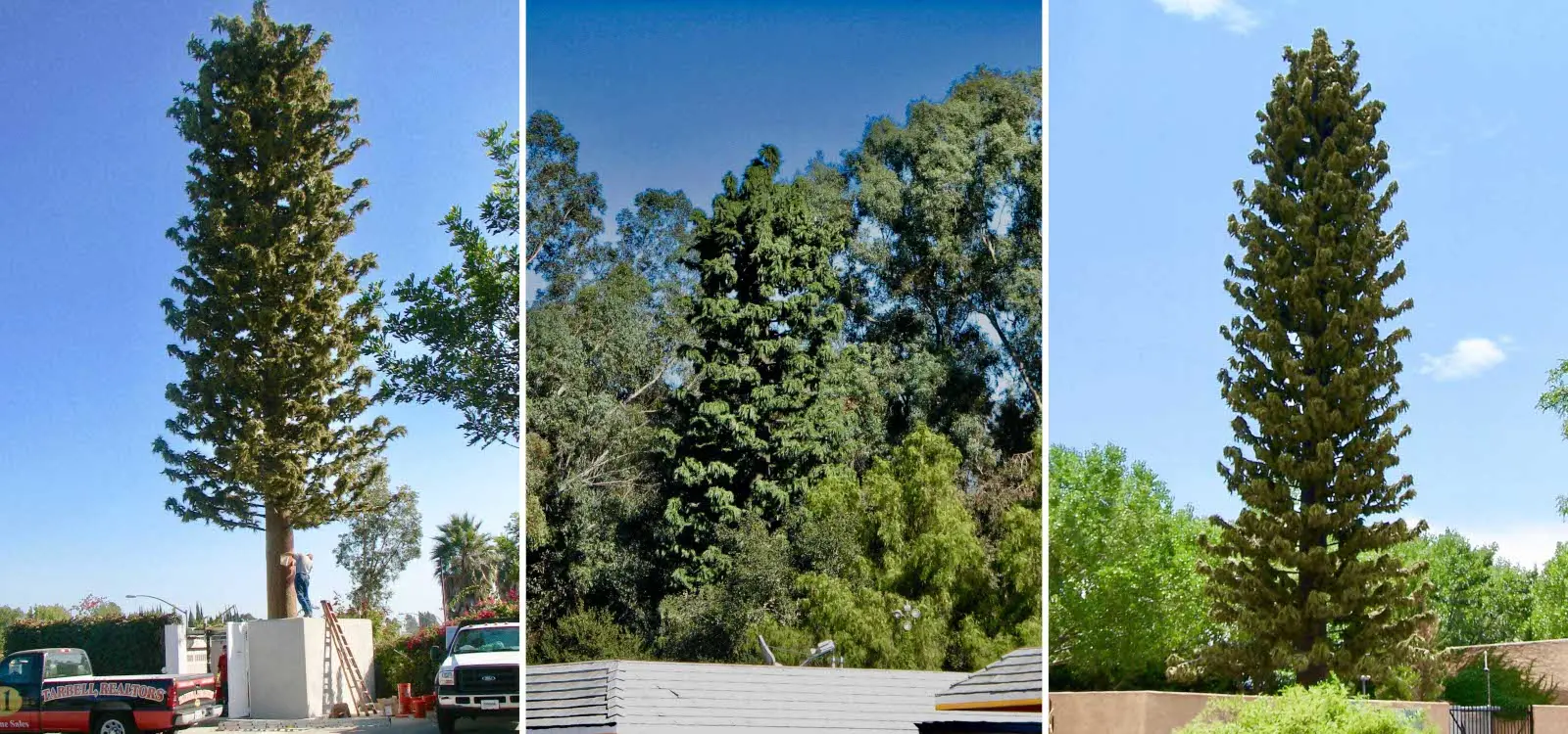 Realistic artificial pine tree cell tower with natural-looking branches and bark texture standing among real trees