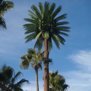 50-foot palm tree cell tower with 80 realistic fronds and textured bark trunk, ideal for tropical and subtropical settings